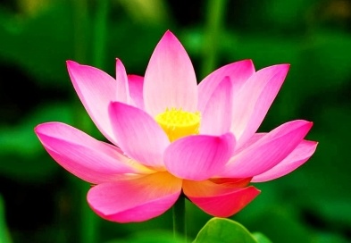Indian lotus is a symbol, but how can we change our lives?